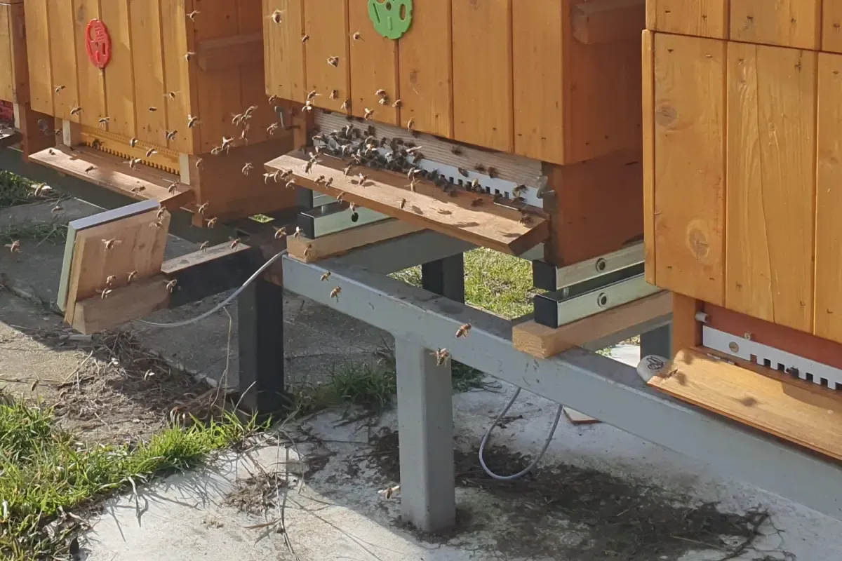 Detail včelařské váhy VeluBee